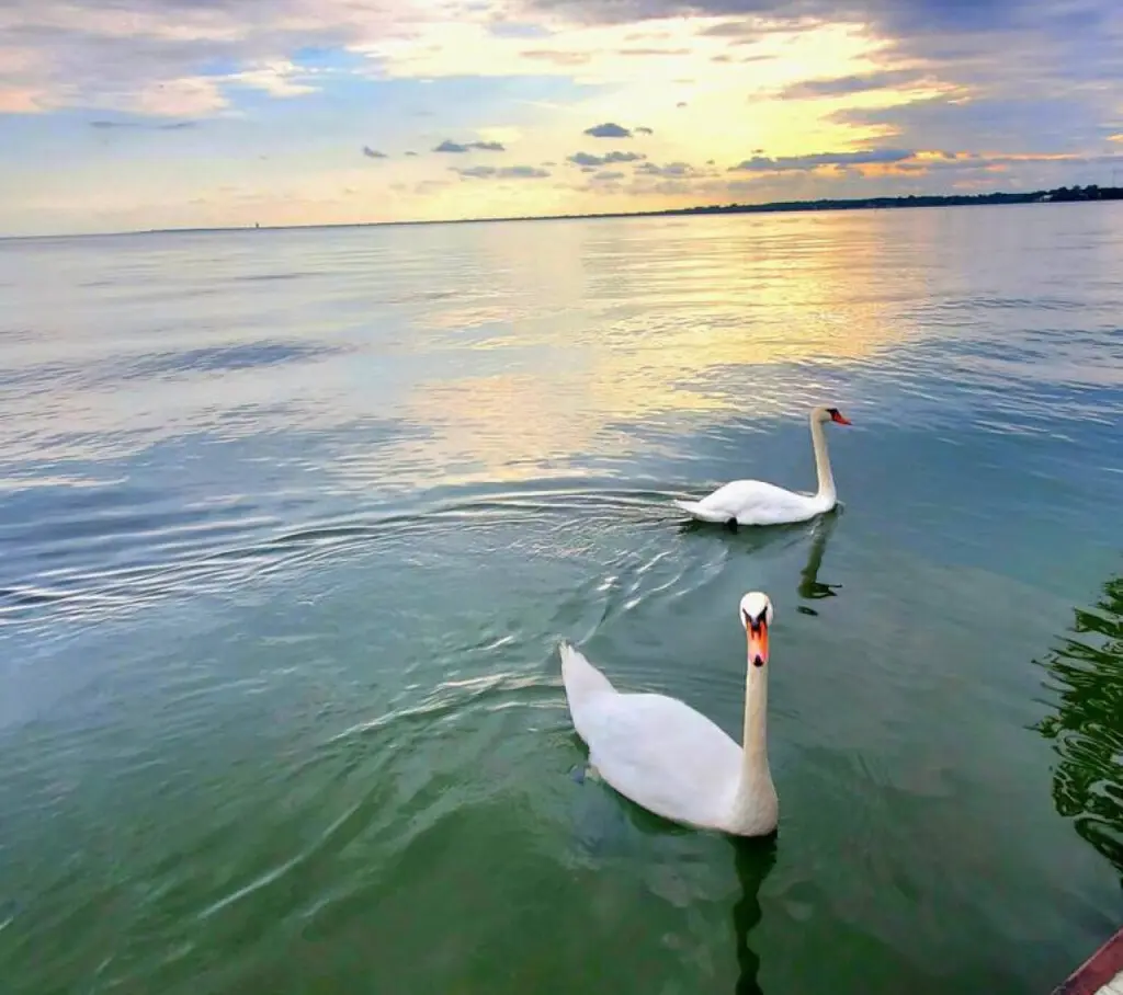 71469 208942 ho0MipE x S7bDiT958NRbLlJadQXMvwWsLlyw972 Y 6543bf0d35723.jpg